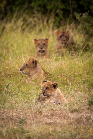Four lion cubs in line in grassの写真素材