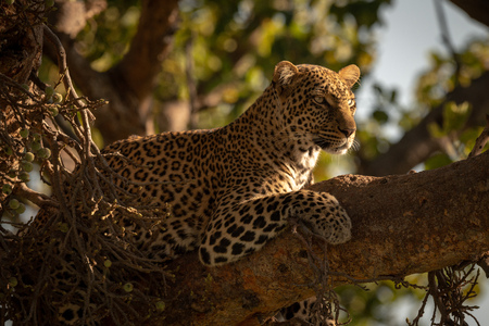 Leopard lying with head up on branchの写真素材
