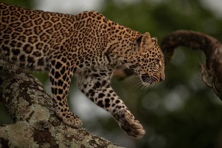 Leopard lifts paw while walking down branchの写真素材