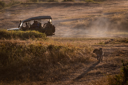 Leopard walking in grassland by safari truckの写真素材