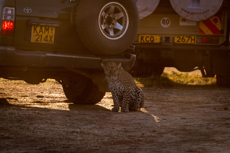 Leopard sits in dirt behind two trucksのeditorial素材