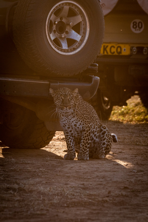 Leopard sits in shadow of two trucksのeditorial素材