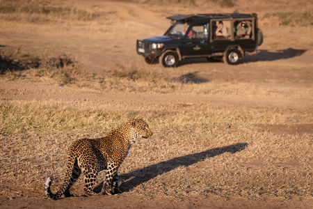 Leopard stands in grass near safari truckのeditorial素材