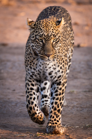 Leopard walking in savannah in golden lightの写真素材