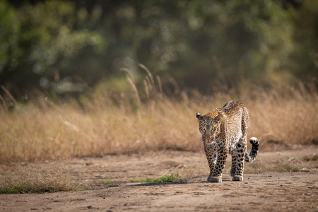 Leopard walking past long grass in savannahの写真素材