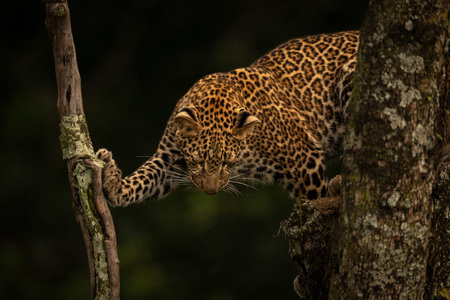 Leopard looks down standing on two branchesの写真素材