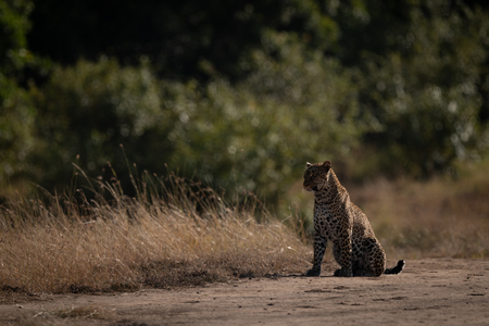 Leopard sitting on sandy ground looking leftの写真素材