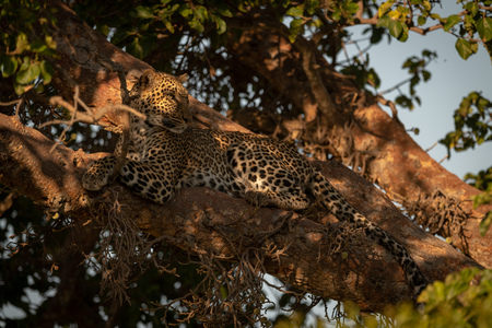 Leopard lies on branch in dappled sunlightの写真素材