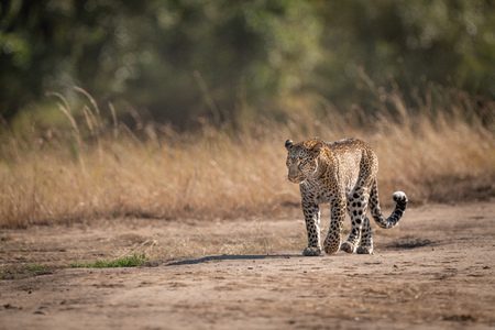 Leopard walks on savannah past long grassの写真素材
