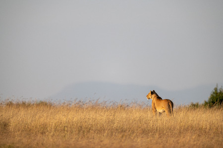 Lioness stands in long grass on horizonの写真素材