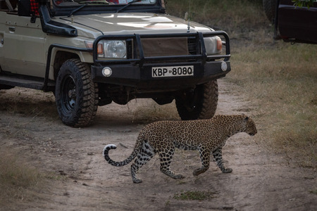 Leopard walks past truck on dirt trackのeditorial素材