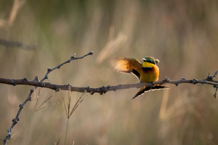 Little bee-eater fluttering wings on thorny branchの写真素材