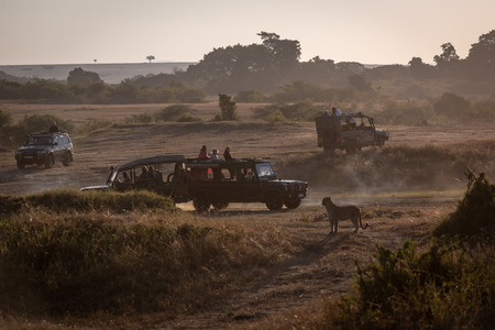 Leopard watching four safari trucks on savannahのeditorial素材