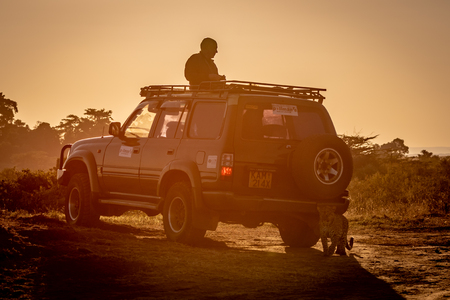 Leopard walks past man standing in truckのeditorial素材