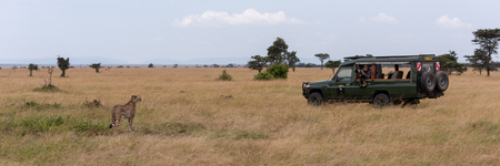 Panorama of cheetah staring at safari truckのeditorial素材