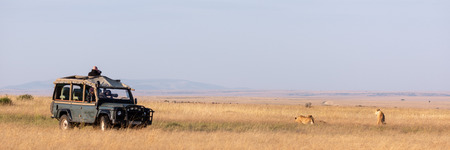 Panorama of photographers in truck shooting lionsのeditorial素材