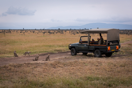 Photographer in truck shoots four cheetah cubsのeditorial素材