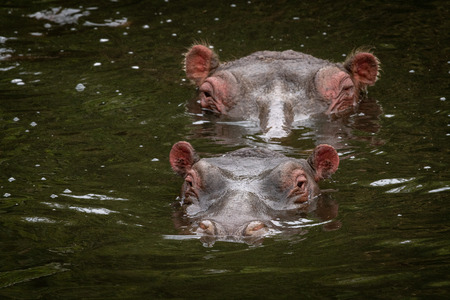 One hippo head behind another in lakeの写真素材
