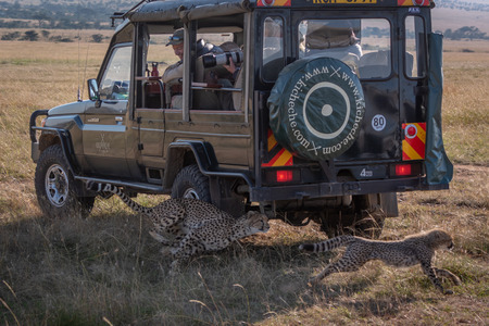 Photographers in truck watching cheetah chase cubのeditorial素材