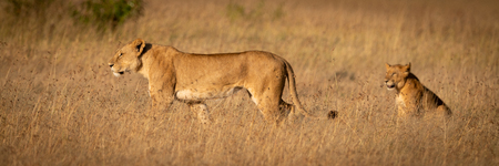 Panorama of lion standing by another sittingの写真素材