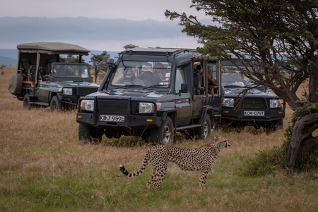 Photographer shoots cheetah from truck beside treeのeditorial素材