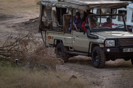 People watch leopard passing truck in savannahのeditorial素材