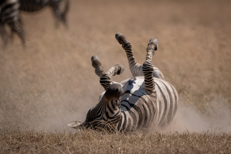Plains zebra rolling on back in grasslandの写真素材