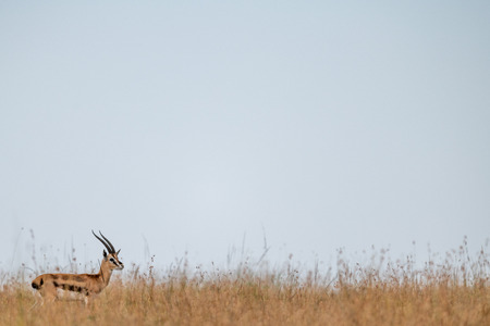 Thomson gazelle in long grass on horizonの写真素材