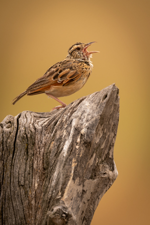 Zitting cisticola calling on dead tree stumpの写真素材