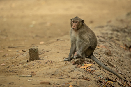 Long-tailed macaque sits on sand beside postの写真素材
