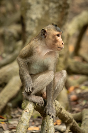 Long-tailed macaque sits on mangrove looking rightの写真素材