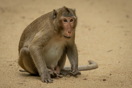 Long-tailed macaque sits staring on sandy groundの写真素材