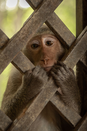 Close-up of long-tailed macaque behind wooden trellisの写真素材