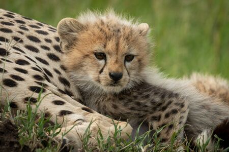 A young cheetah cub lies snuggling next to its mother on a grassy plain.の写真素材