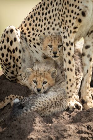 Two cheetah cubs cuddle up under the tummy of their mother. They have brown, spotted coats and are looking straight at the camera.の写真素材