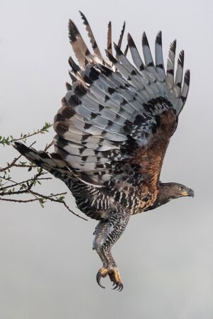 An African crowned eagle takes off from a branch, raising its wings and letting its talons dangle in mid-air. It has a brown head with mottled brown, black and white wings and yellow talons.の写真素材