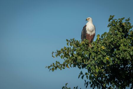 African fish eagle perches in tree looking downの写真素材