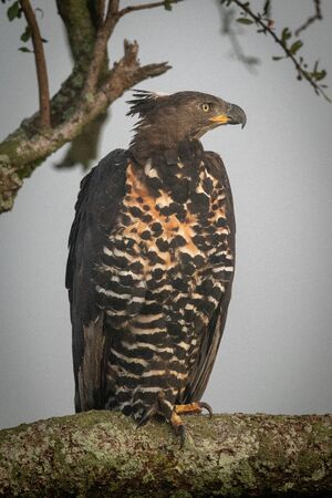 African crowned eagle on branch faces rightの写真素材