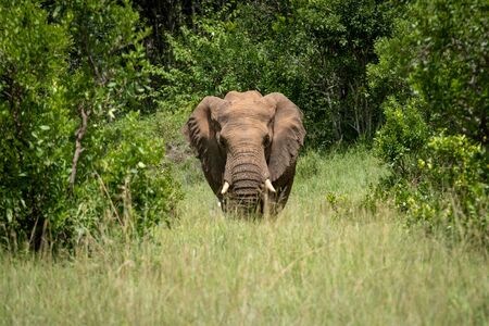 African elephant stands between trees facing cameraの写真素材