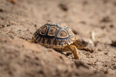 Baby leopard tortoise walks down sandy slopeの写真素材