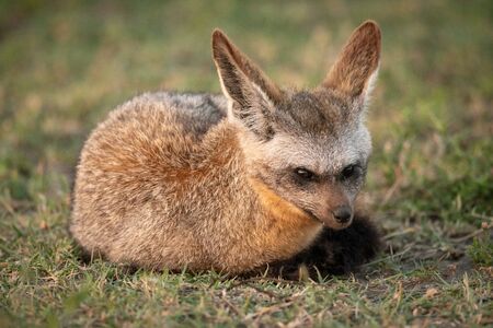 Bat-eared fox lies on grass watching cameraの写真素材