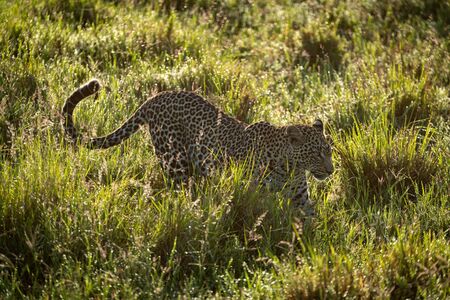 Backlit male leopard walks through wet grassの写真素材