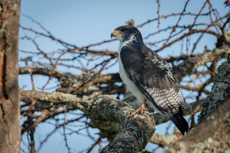 Augur buzzard perched on branch facing leftの写真素材