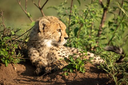 Cheetah cub lies in bushes looking rightの写真素材