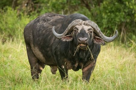 Cape buffalo stands chewing grass facing cameraの写真素材
