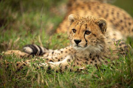 Cheetah cub lies in grass looking leftの写真素材