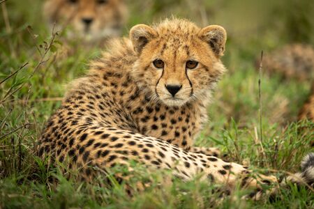 Cheetah cub lies with family in grassの写真素材