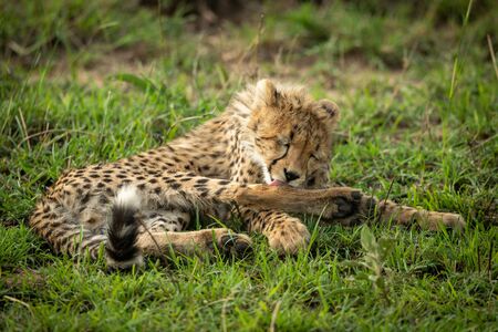 Cheetah cub lies licking foreleg in grassの写真素材