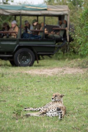 Cheetah lying on grass with truck behind