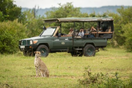 Cheetah sitting on grass with truck behindの写真素材